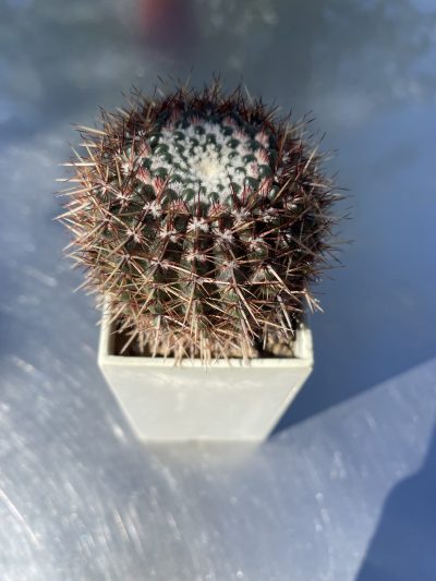 Notocactus mammulosus горшок 5-кВ 100 гр