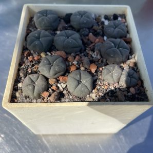 Lophophora williamsii RS 286 одна 2-х головая продажа оптом по 50гр коробобочка 8-ка