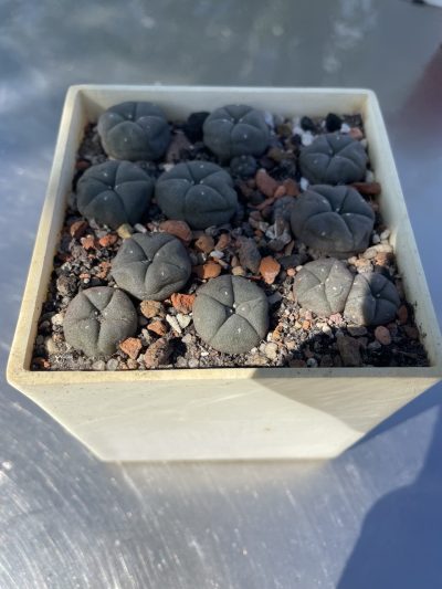 Lophophora williamsii RS 286 одна 2-х головая продажа оптом по 50гр коробобочка 8-ка