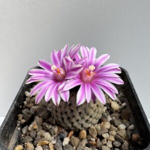 MG. 1300. Turbinicarpus valdezianus