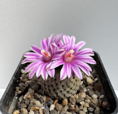 MG. 1300. Turbinicarpus valdezianus
