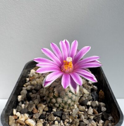 MG. 1300. Turbinicarpus valdezianus - Зображення 2