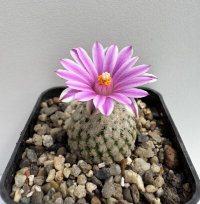 MG. 1300. Turbinicarpus valdezianus - Зображення 3