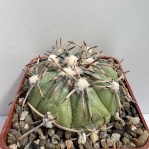 Echinocactus horizonthalonius, Huizache, SLP