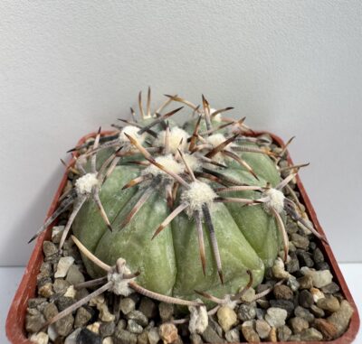 Echinocactus horizonthalonius, Huizache, SLP