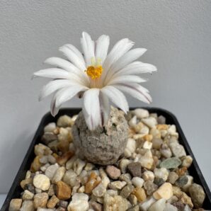 MG. 1302. Turbinicarpus valdezianus v. albiflorus SB 250, Santa Ana, NL
