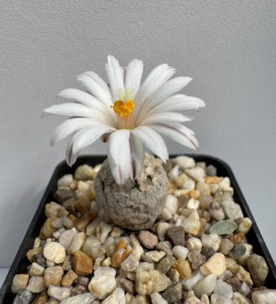 MG. 1302. Turbinicarpus valdezianus v. albiflorus SB 250, Santa Ana, NL
