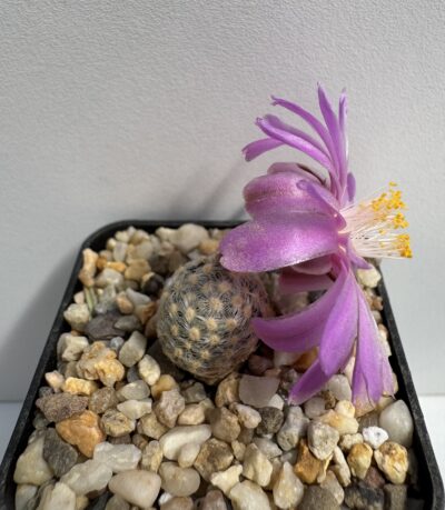 Mammillaria goldii, Nacozari de Garcia, Son