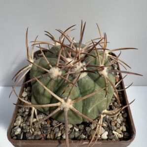 MG. 175. Echinocactus horizonthalonius SB 710, El Paso County, TX