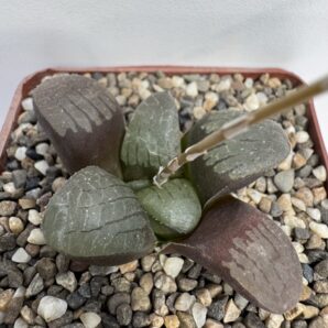 Hawortia springbokvlakensis