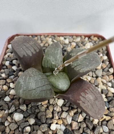 Hawortia springbokvlakensis