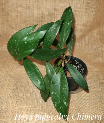 Hoya pubicalyx cv Chimera - Зображення 2
