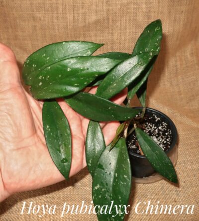 Hoya pubicalyx cv Chimera - Зображення 3