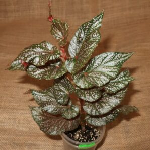Begonia Benigo Pink