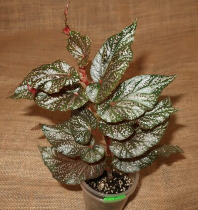 Begonia Benigo Pink