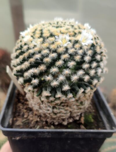 Mammillaria schiedeana - колекційна - Зображення 3