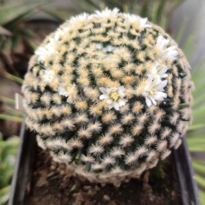 Mammillaria schiedeana - колекційна