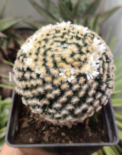 Mammillaria schiedeana - колекційна