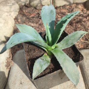 Agave americana
