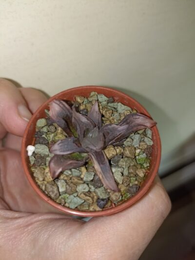 Haworthia Watermelon Mutant Variegated - Зображення 2