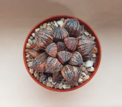 Haworthia Sweet Candy Variegated
