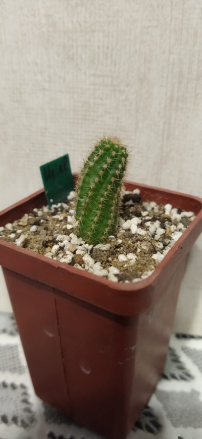 Chamaecereus hybrid Uriel Pan19.144.01 - Зображення 2