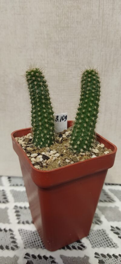 Chamaecereus hybrid Prince 17.8.109 - Зображення 2