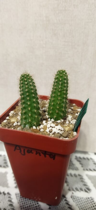Chamaecereus hybrid Ajanta Pan19.387.18 - Зображення 2