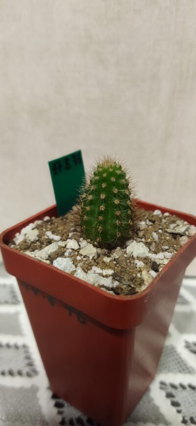 Chamaecereus hybrid Pan17.8.76 - Зображення 2
