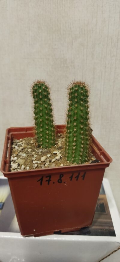 Chamaecereus hybrid Nama Pan17.8.111 - Зображення 2