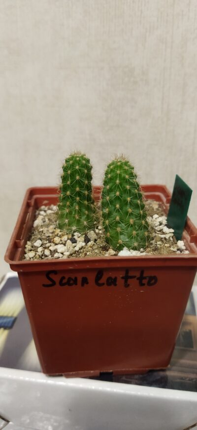 Chamaecereus hybrid Scarlatto - Зображення 2