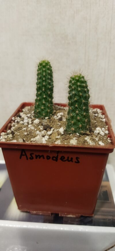 Chamaecereus hybrid Asmodeus Pan20.26.152 - Зображення 2