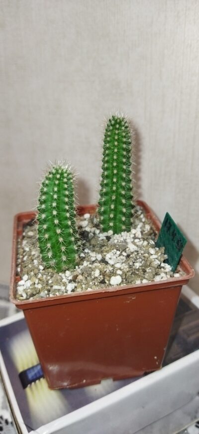 Chamaecereus hybrid Pan17.4.68. Крупноквітковий. - Зображення 2