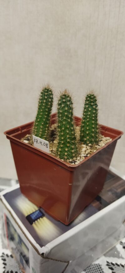 Chamaecereus hybrid Pan17.4.08 - Зображення 2