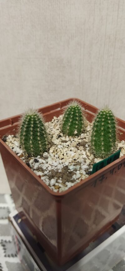 Chamaecereus hybrid Pan17.4.01 - Зображення 2