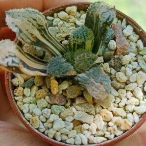 Haworthia Yoroi Variegated