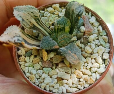 Haworthia Yoroi Variegated