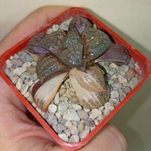 Haworthia Splendens Kintoun Variegata