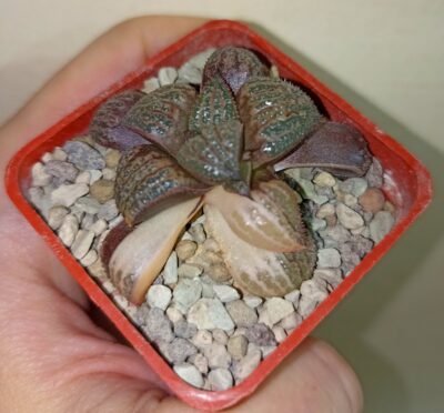 Haworthia Splendens Kintoun Variegata