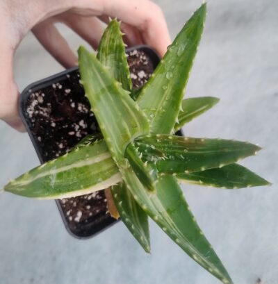 aloe mitriformis variegata горщик 9см - Зображення 2