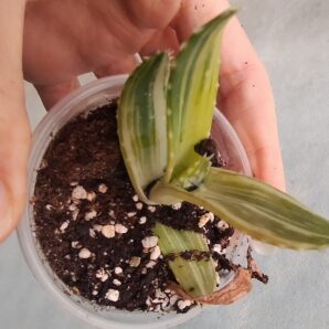 aloe mitriformis variegata