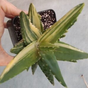 aloe mitriformis variegata горщик 9см
