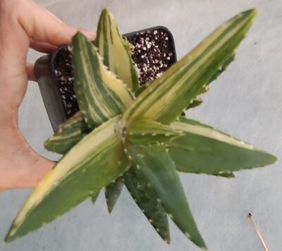 aloe mitriformis variegata горщик 9см