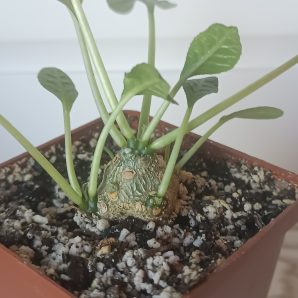 Dorstenia foetida