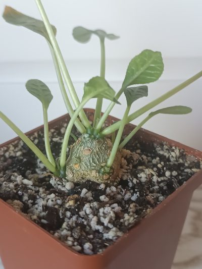 Dorstenia foetida