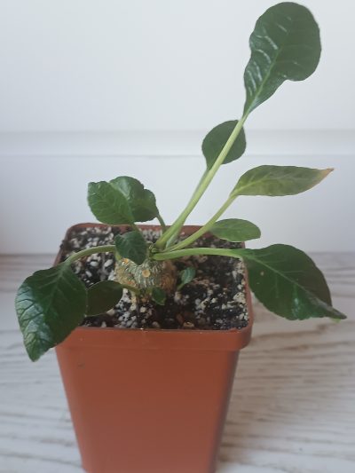 Dorstenia foetida - Зображення 2