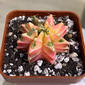Gymnocalycium mihanovichii hybrid f. variegata