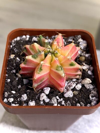 Gymnocalycium mihanovichii hybrid f. variegata
