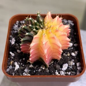 Gymnocalycium mihanovichii hybrid f. variegata