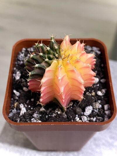 Gymnocalycium mihanovichii hybrid f. variegata